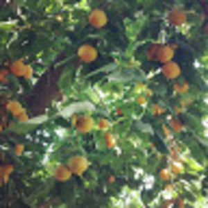 Meet your Posher, Cass